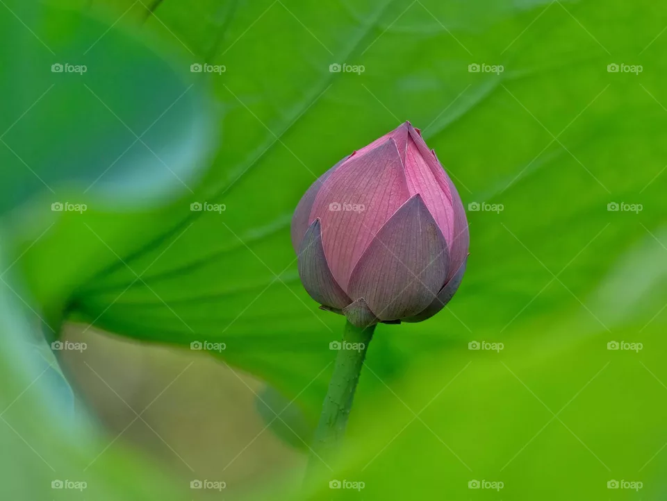 pink flower