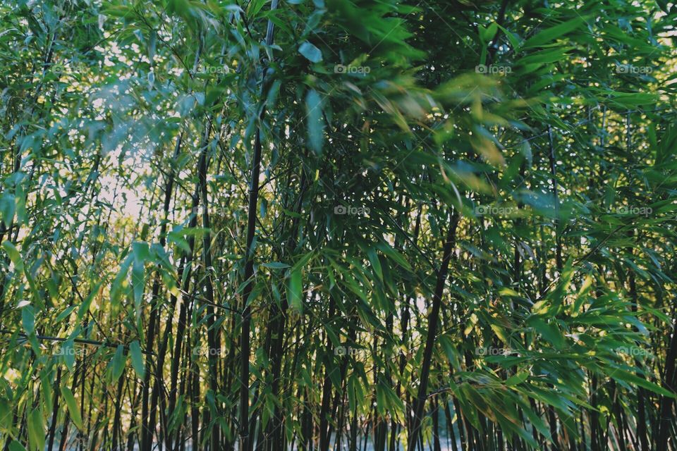 Bamboo forest 