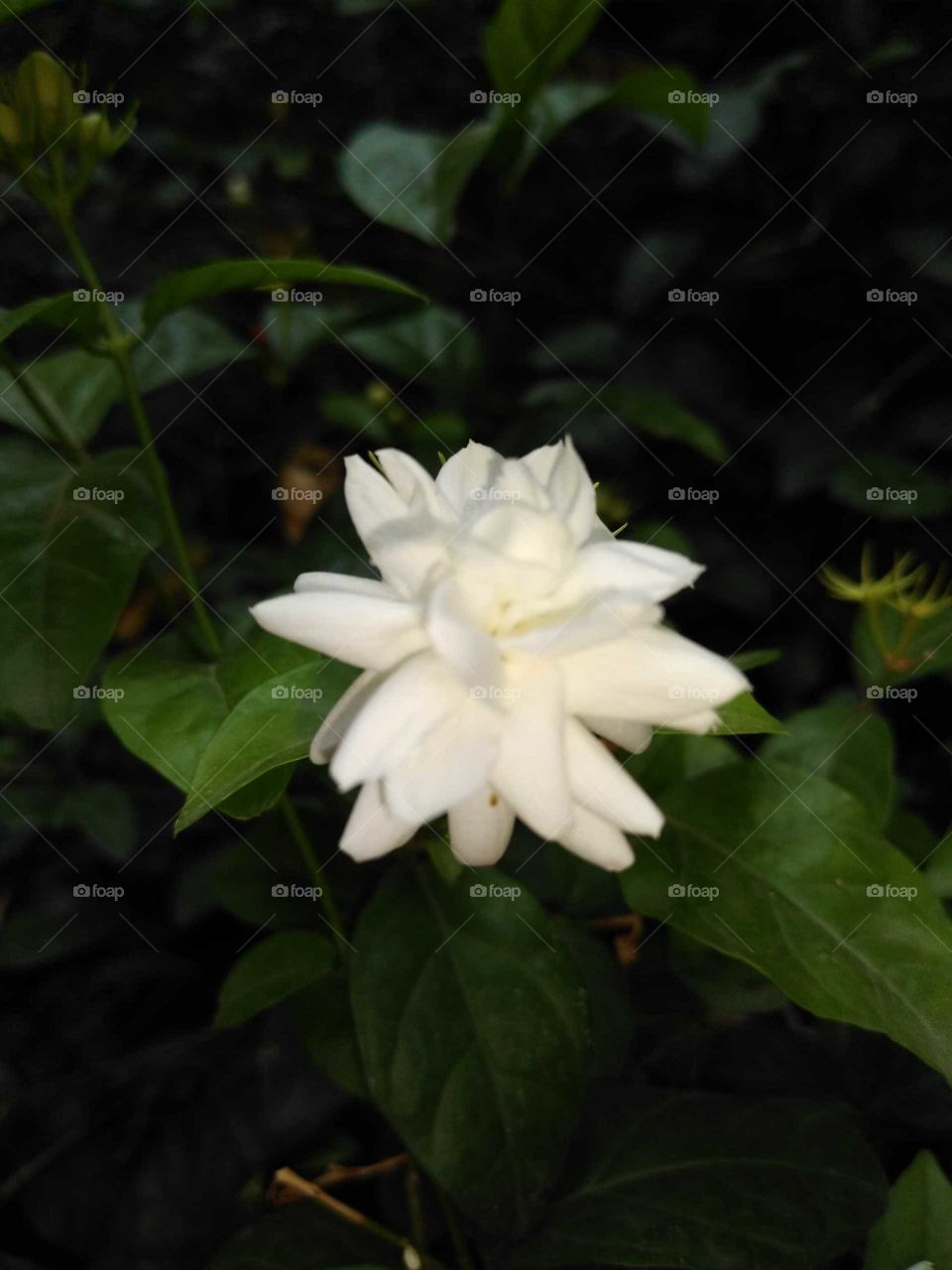 wild jasmine