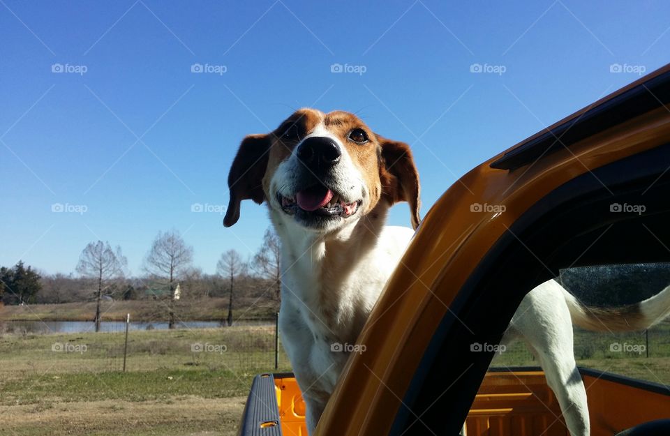 Smiling Hound