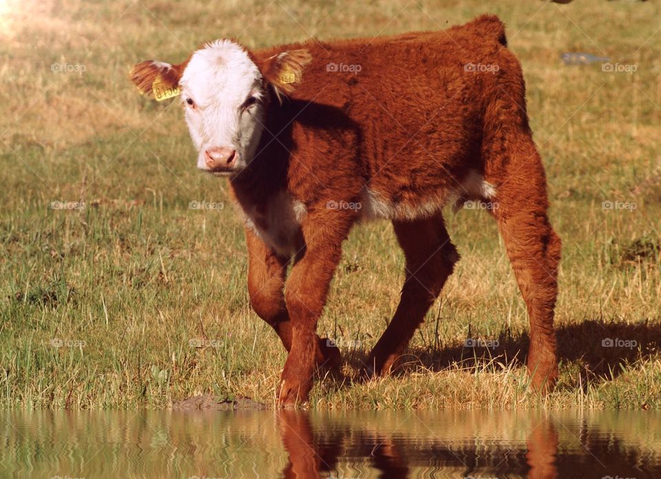 Calf. Little cute calf at the water