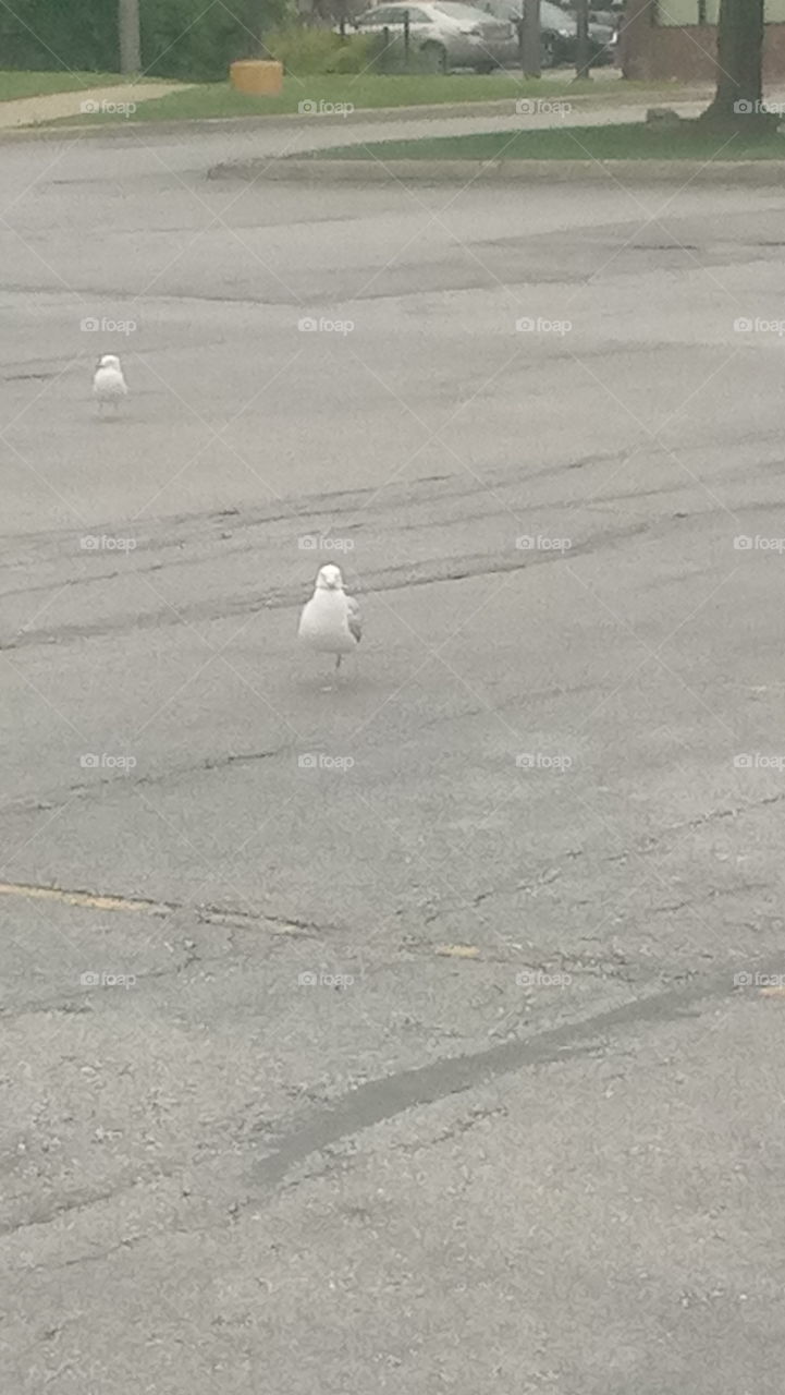 one leg seagull