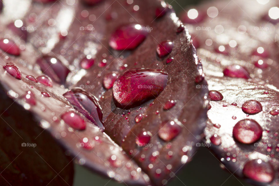 rain and leaf . water drops on a red leaf