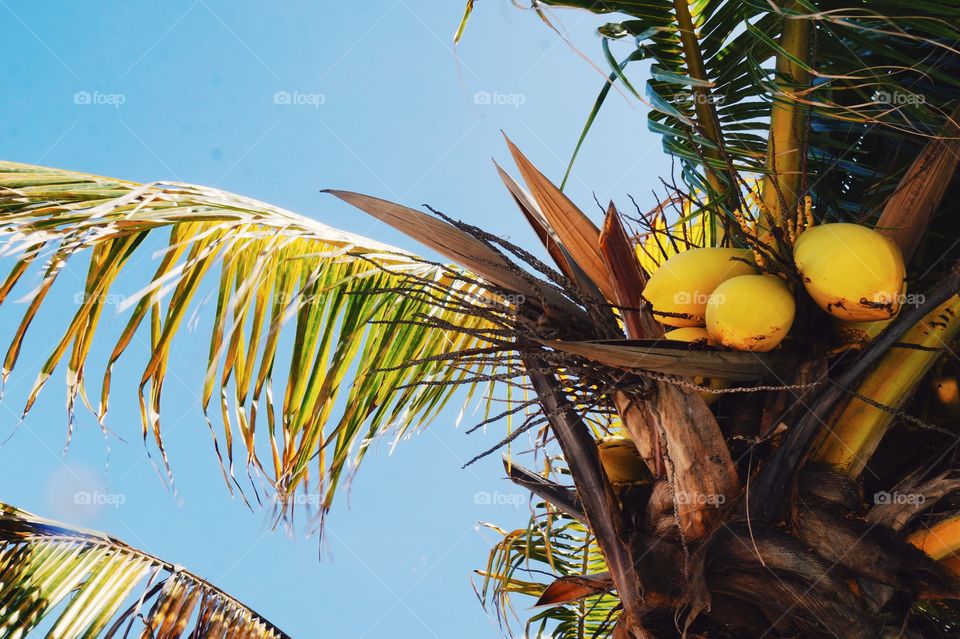 No Person, Tree, Tropical, Palm, Nature