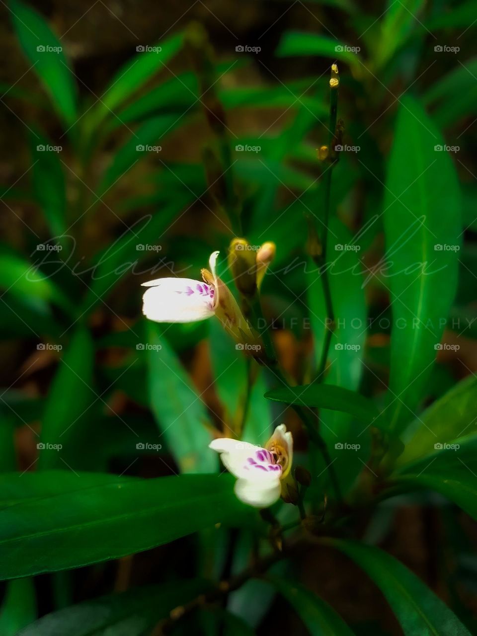 Beautiful flower sri lanka