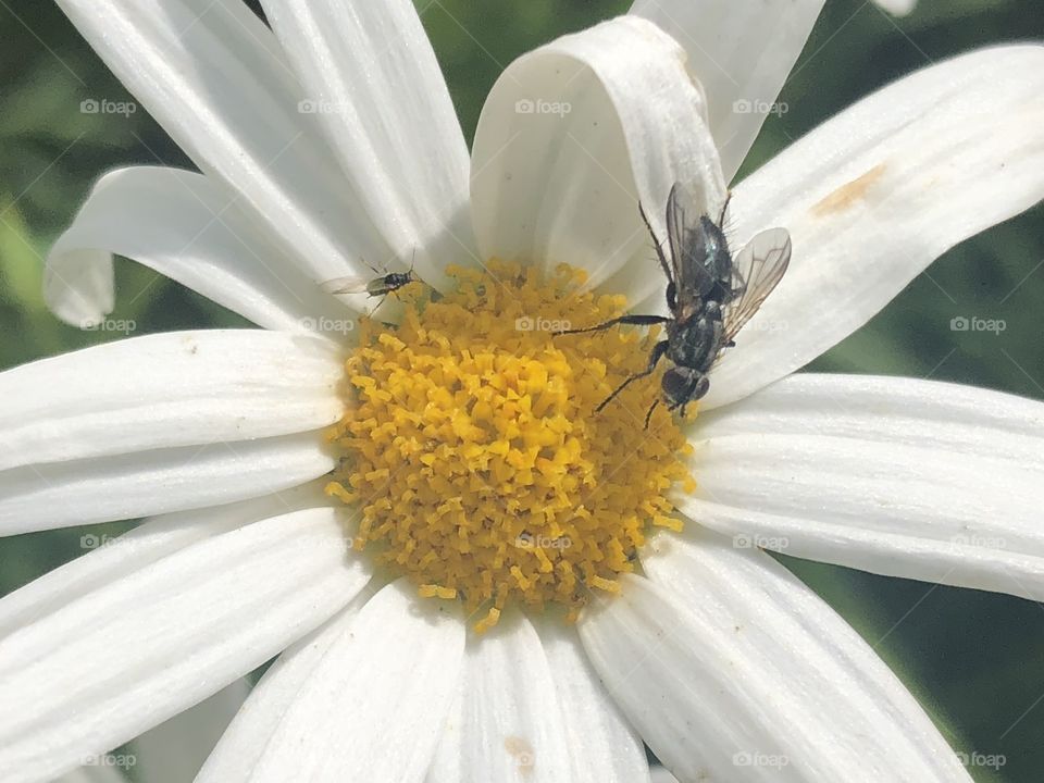 Marguerite 