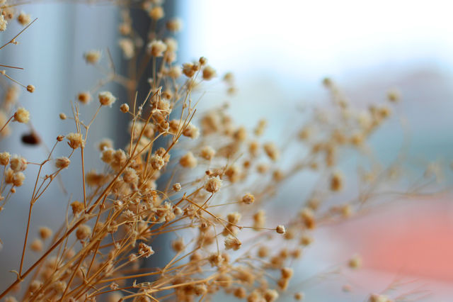 The Grains
