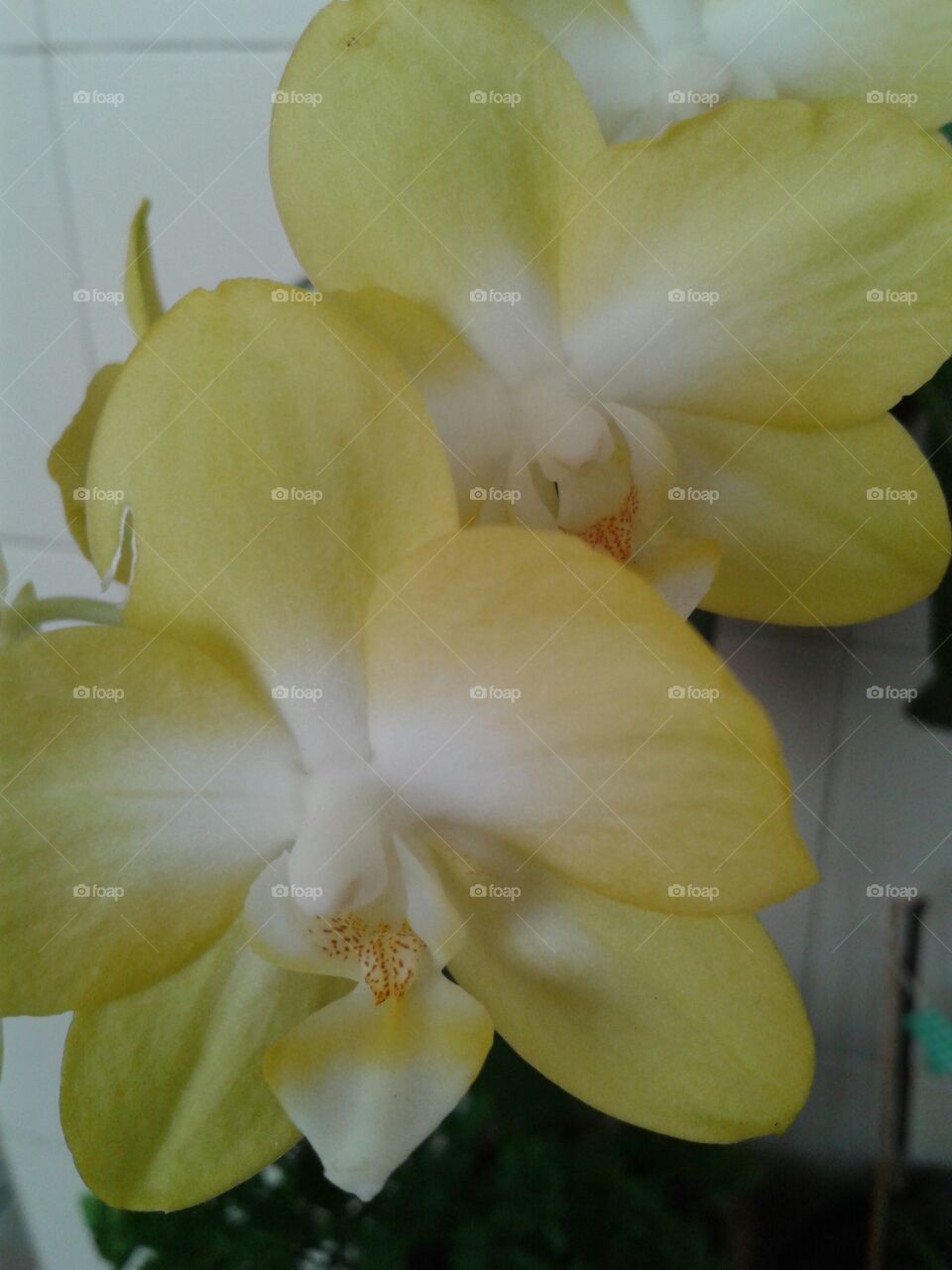 Orquídea