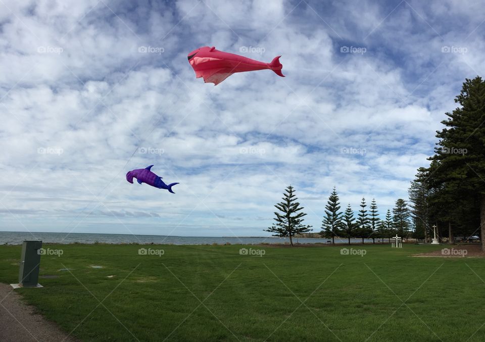 Large fish kites