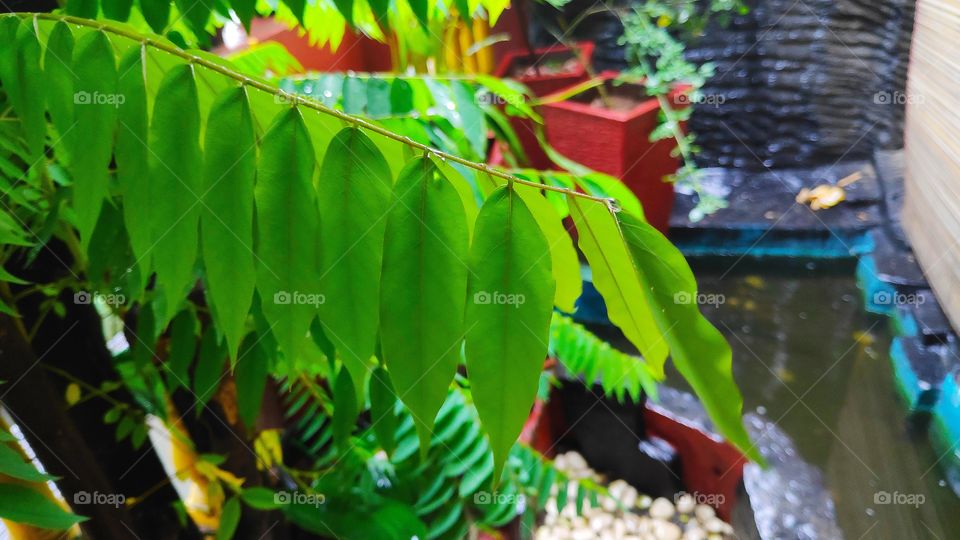 raindrops drip on the leaves