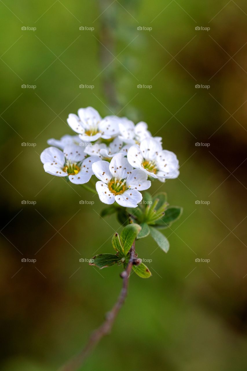 A portrait of some white blossom flowers grouped in a cluster on a branch of a bush. the flowers are in focus and the rest of the branch makes a nice leading line.