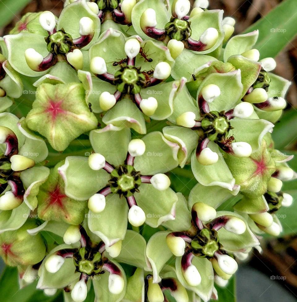 Antelope horn milkweed