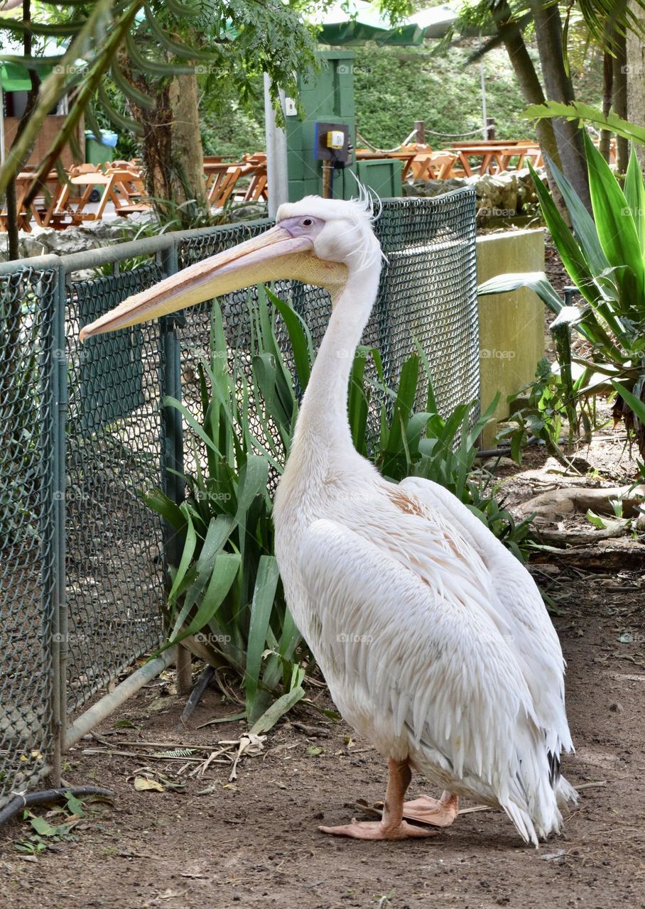 Pelican 