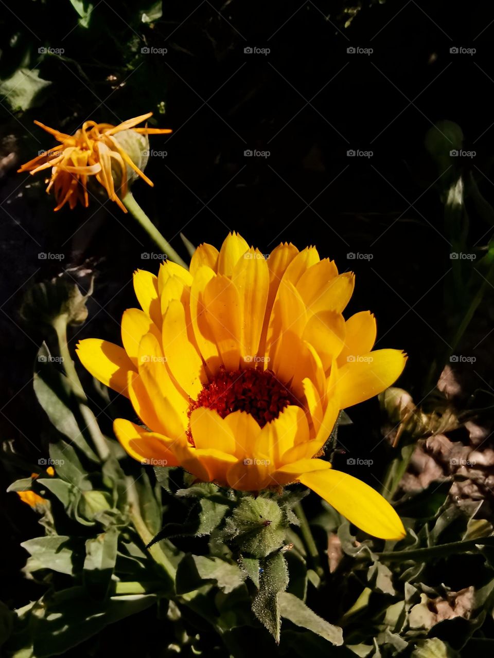 Flowering beautifully