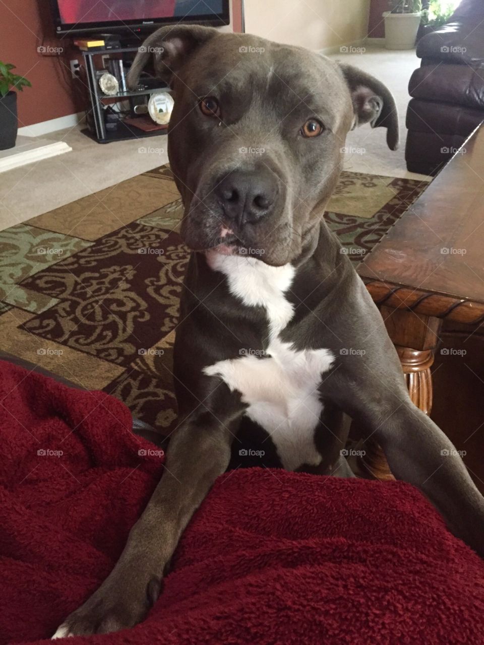 pitbull. this is a picture of my girlfriend's dog he is a pure pitbull