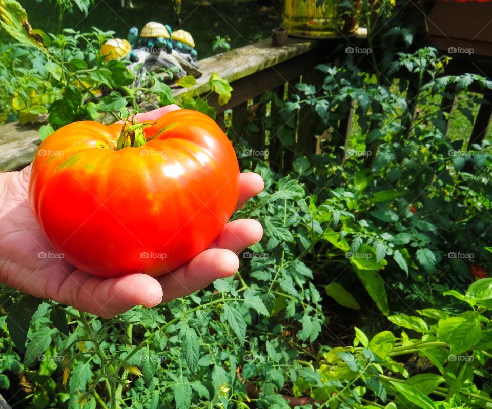 Home grown red tomato from a deck garden.