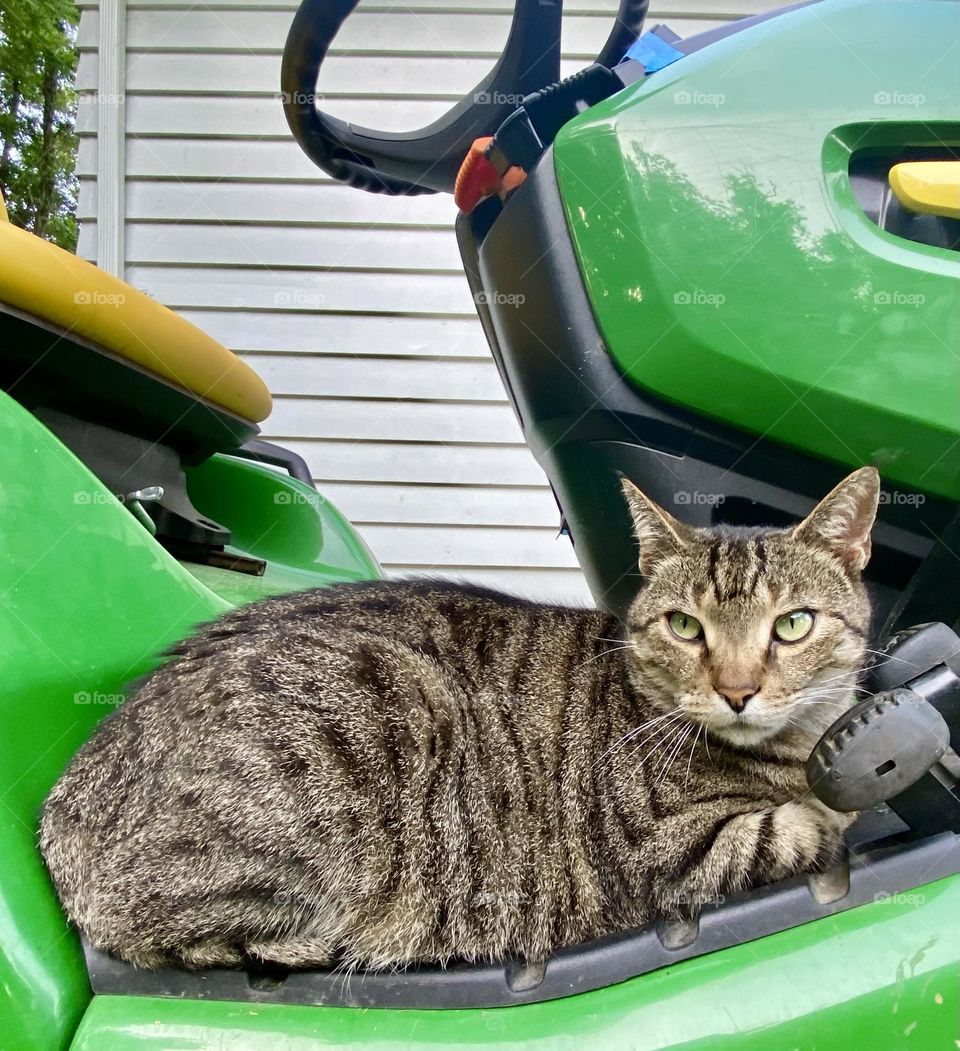 Really?! You expect me to move so you can cut the grass?!  Tabby cat resting comfortably on the riding mower