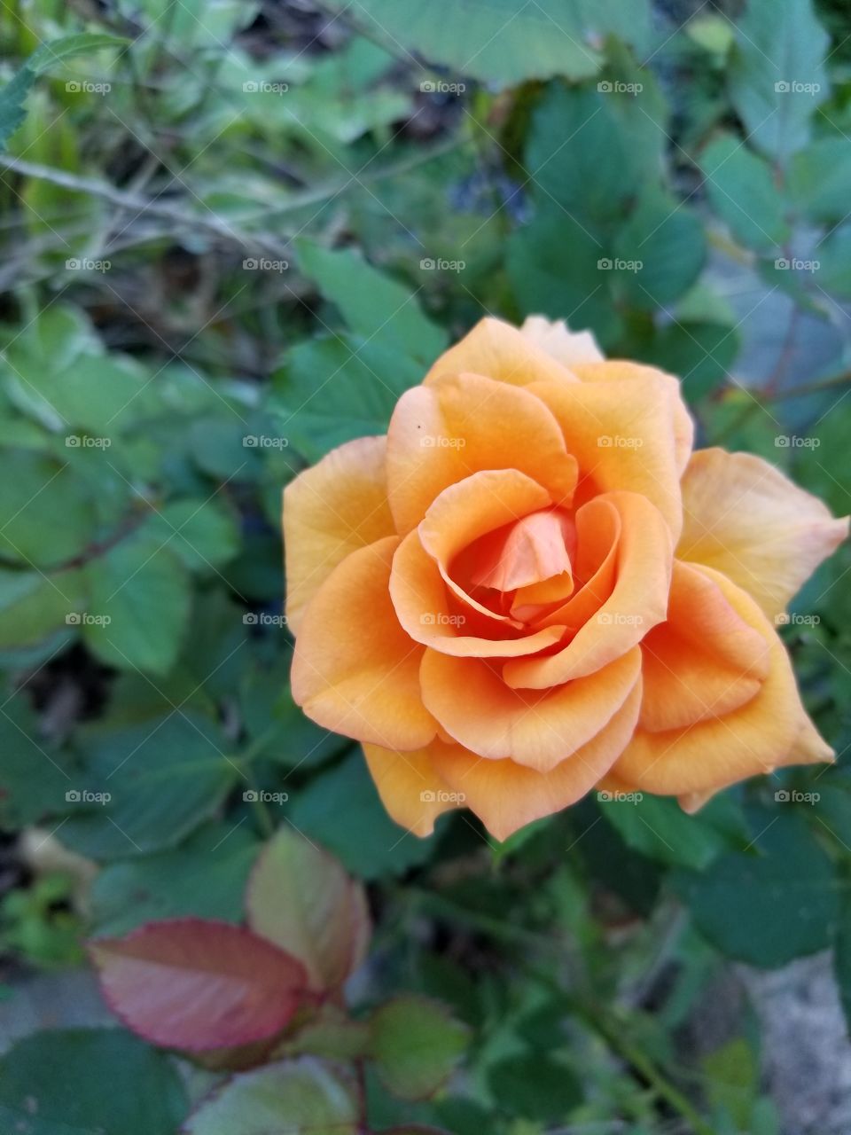 Orange Rose Bloom