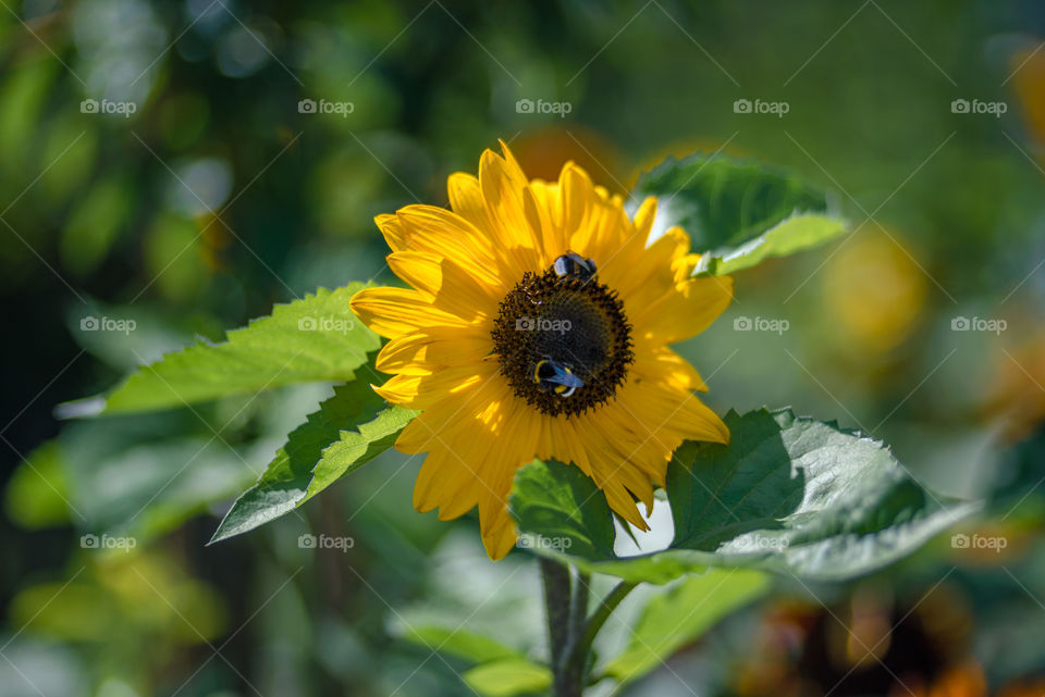 sunflowers bees and bumblebees