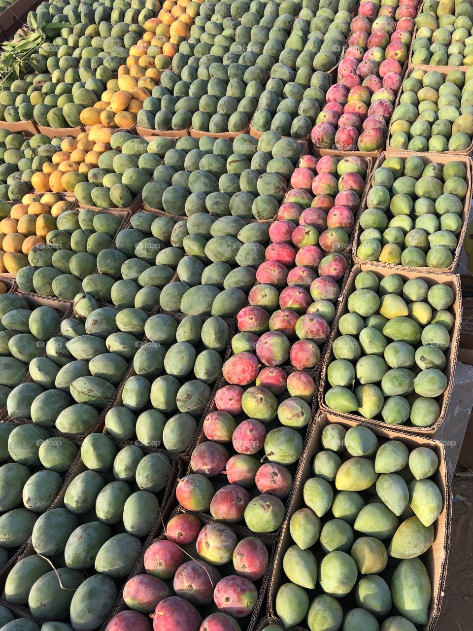 Mango season 