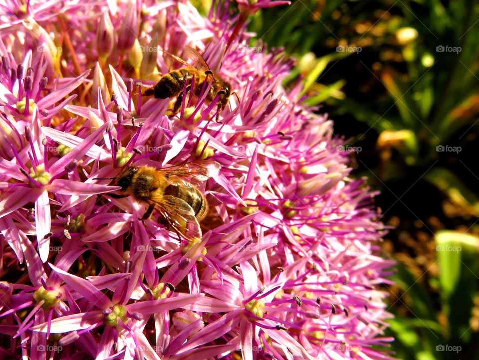 pollinating