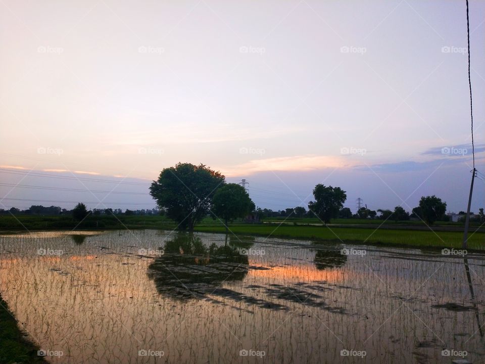 A beautiful picture showing an irrigated land of my village green fields. 📸🌟❤️