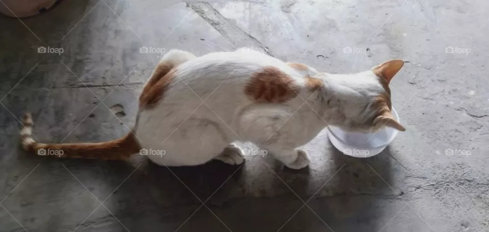 kitten