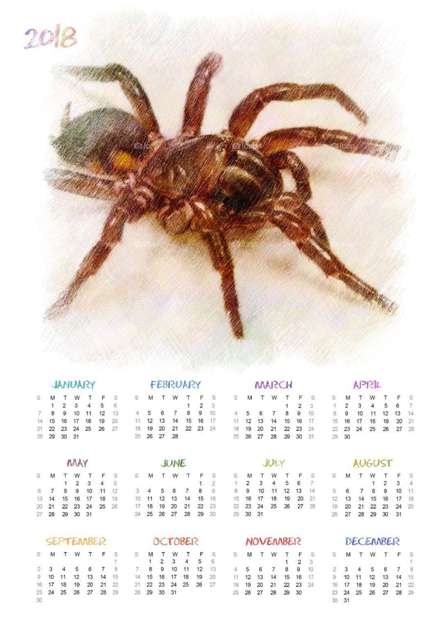 Spinnen Kalender3  2018