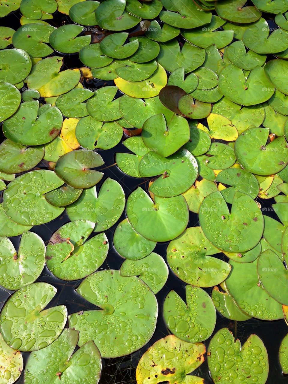 Waterlily floating on lake