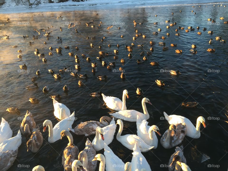 Bird gathering