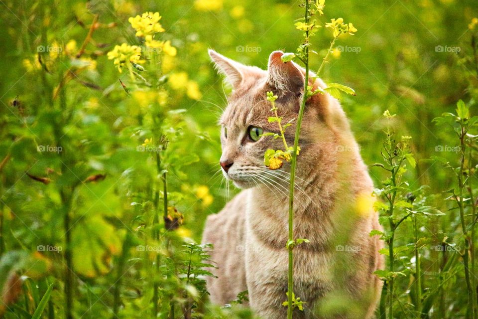 a yellow cat is playing in the flower garden