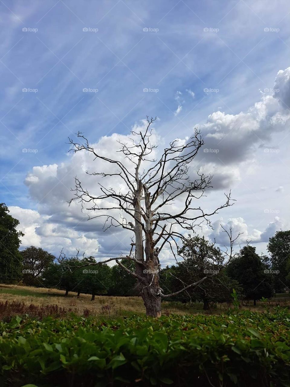 This tree looks like its leaves are made up of clouds