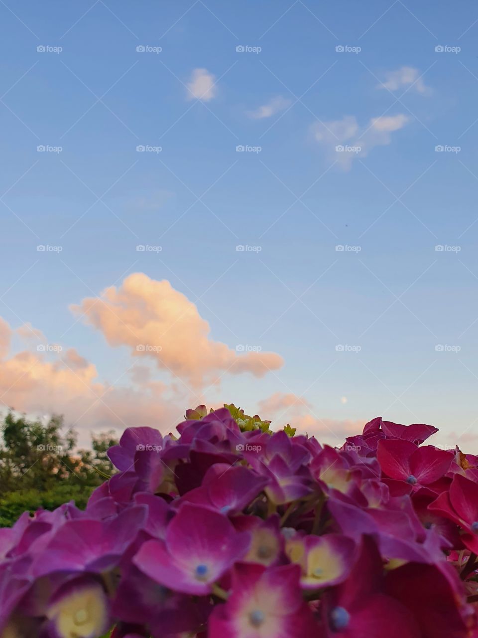 Pink hydrangea flowers in the sunset
