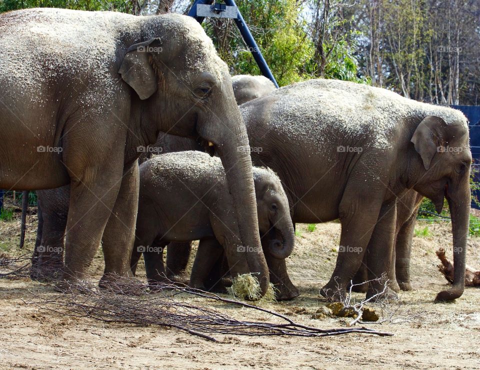 View of elephants with calf