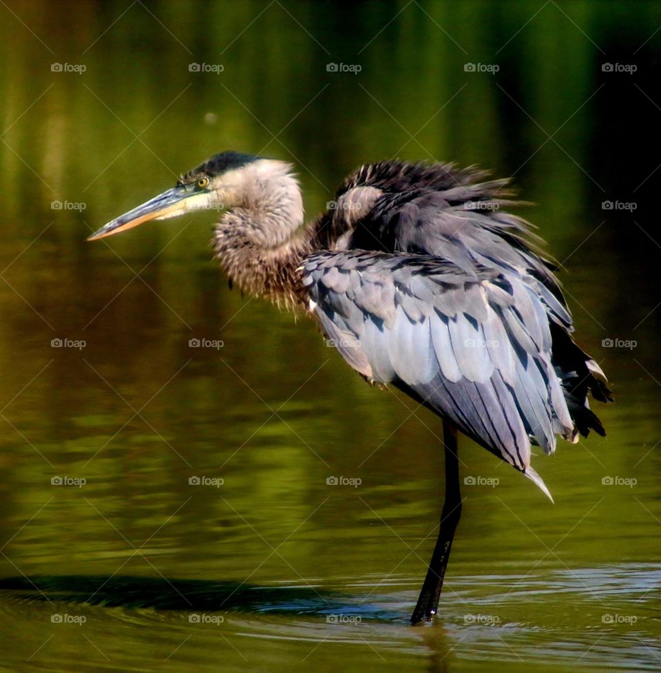 Great Blue Heron Fluffing Feathers