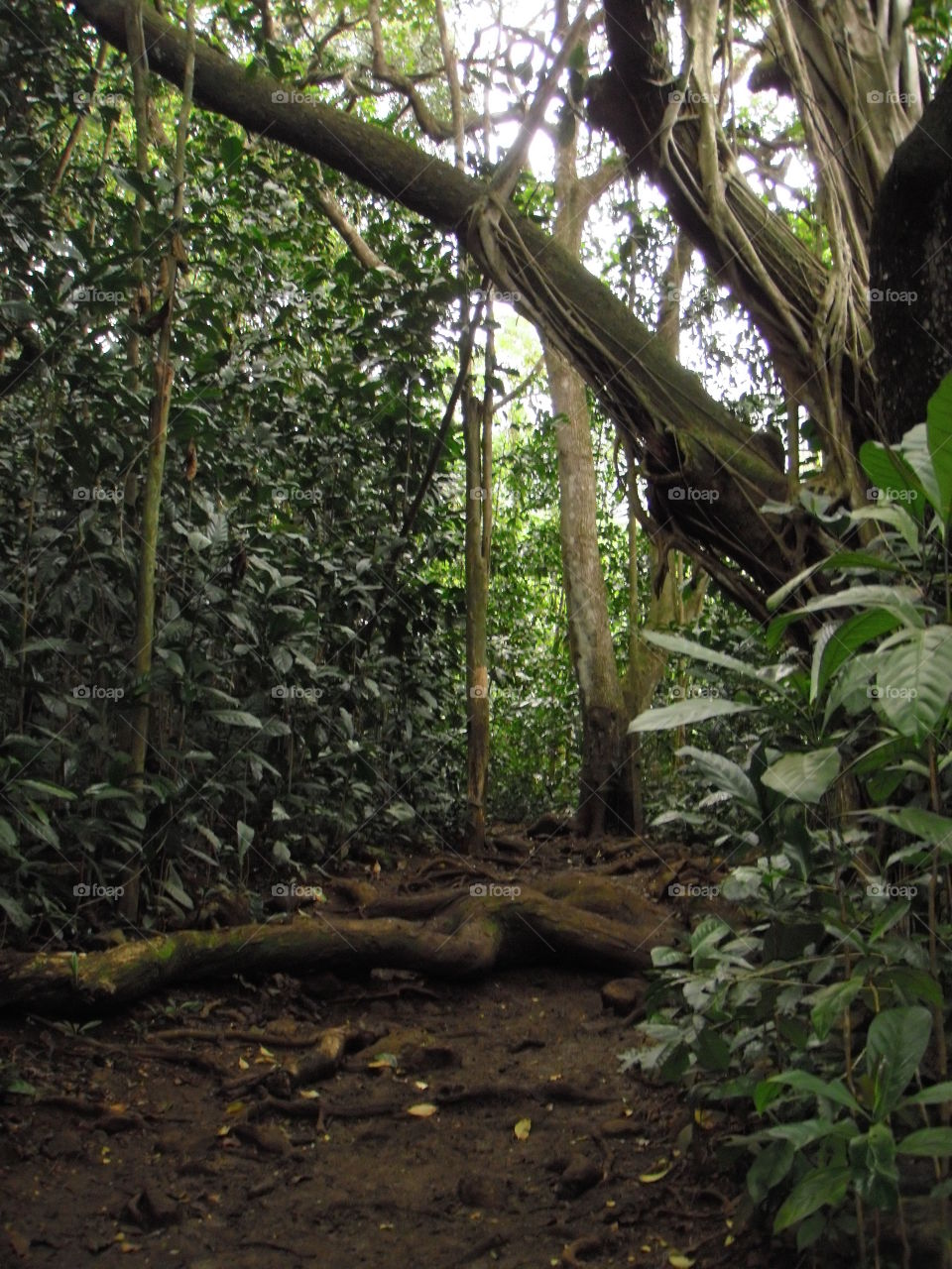 Hiking through the rainforests of Oahu. 