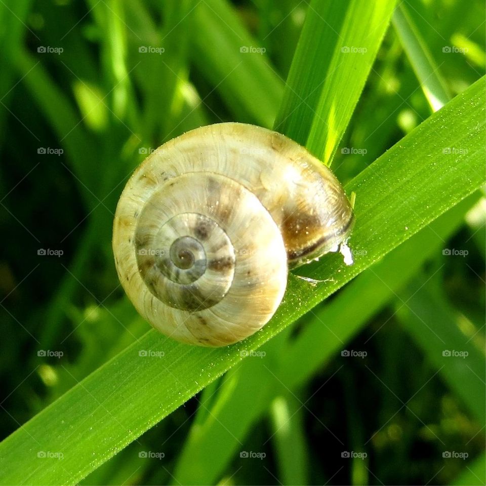 snail