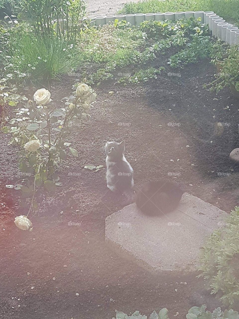 Cat looking straight at the rose 🌺