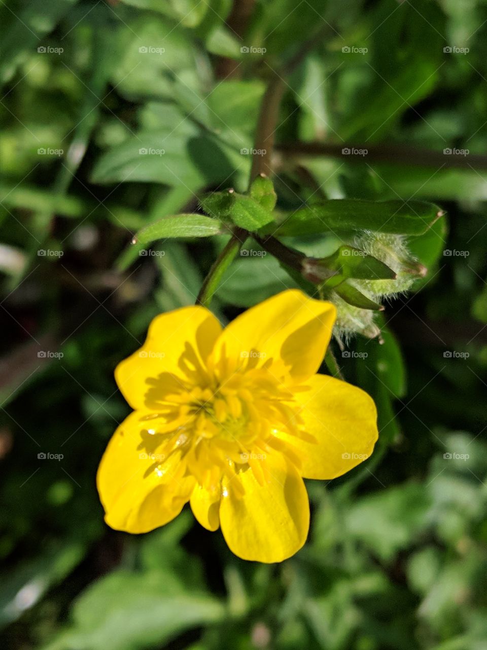 Bright & shiny buttercup