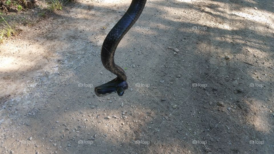 wild black snake