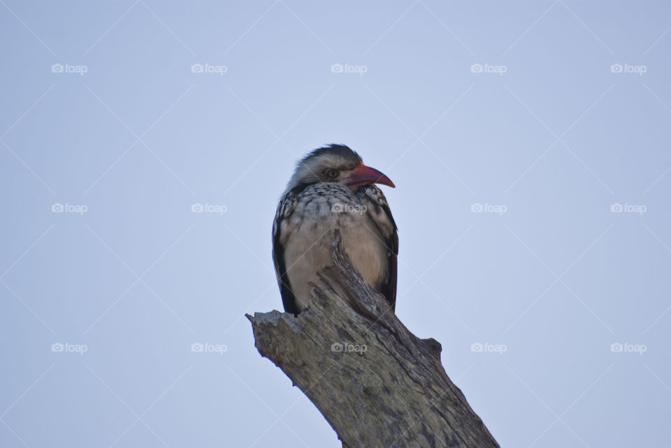 young hornbill resting on a dead tree stump at dusk