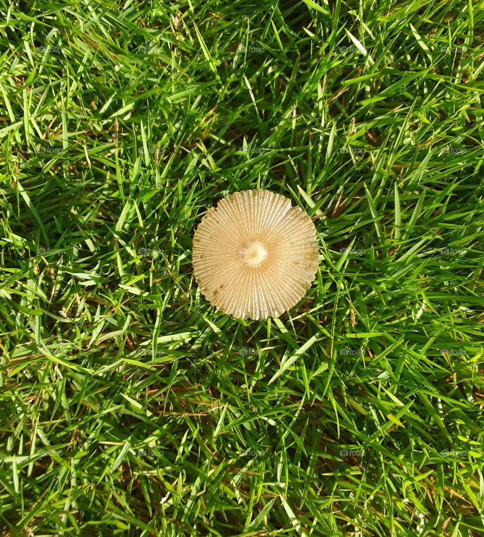 a mushroom or toadstool is the freshy spore bearing fruiting body of a fungus typically produced above ground on soil or on its food source mushroom also describes a variety of other gilled fungi with or without stems.