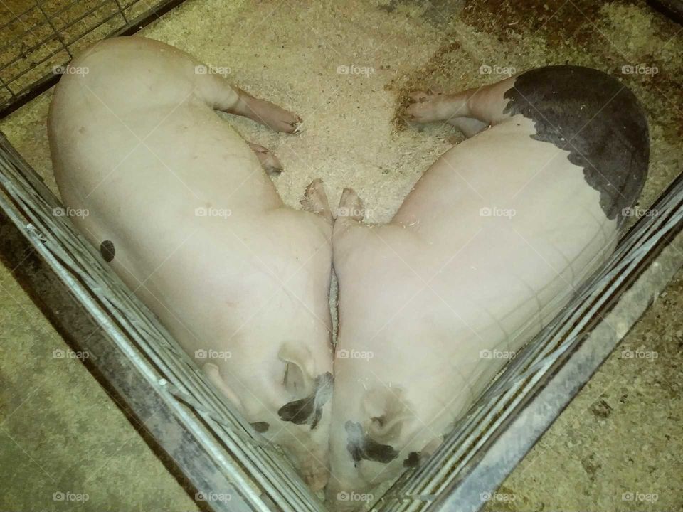 pigs heart