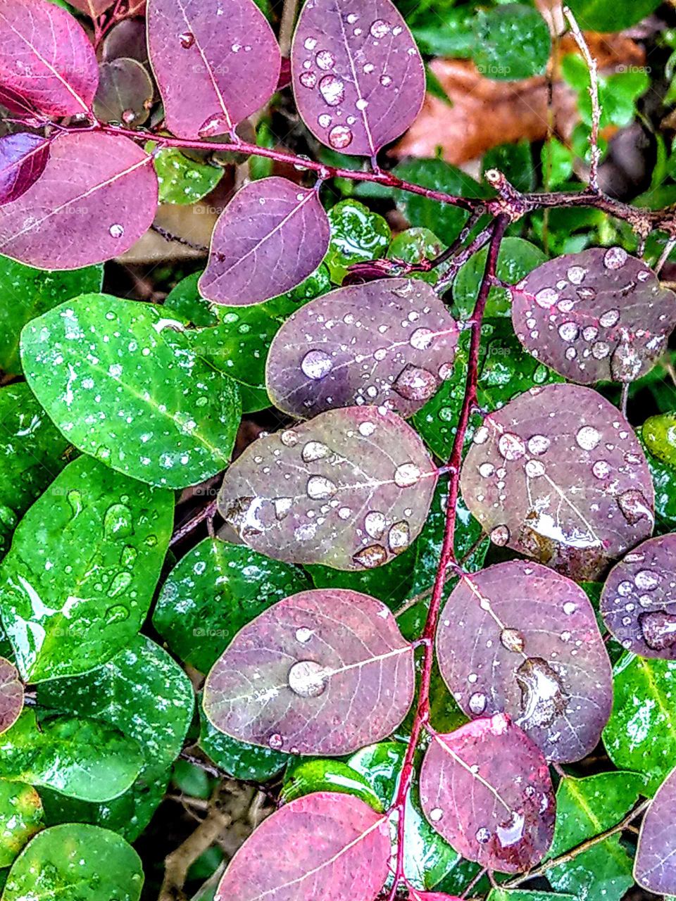 After the rain, many bright raindrops were on the colorful leaves, that looked very fresh, beautiful and lovely.