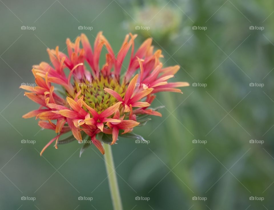 Spring time with colorful flower in the garden