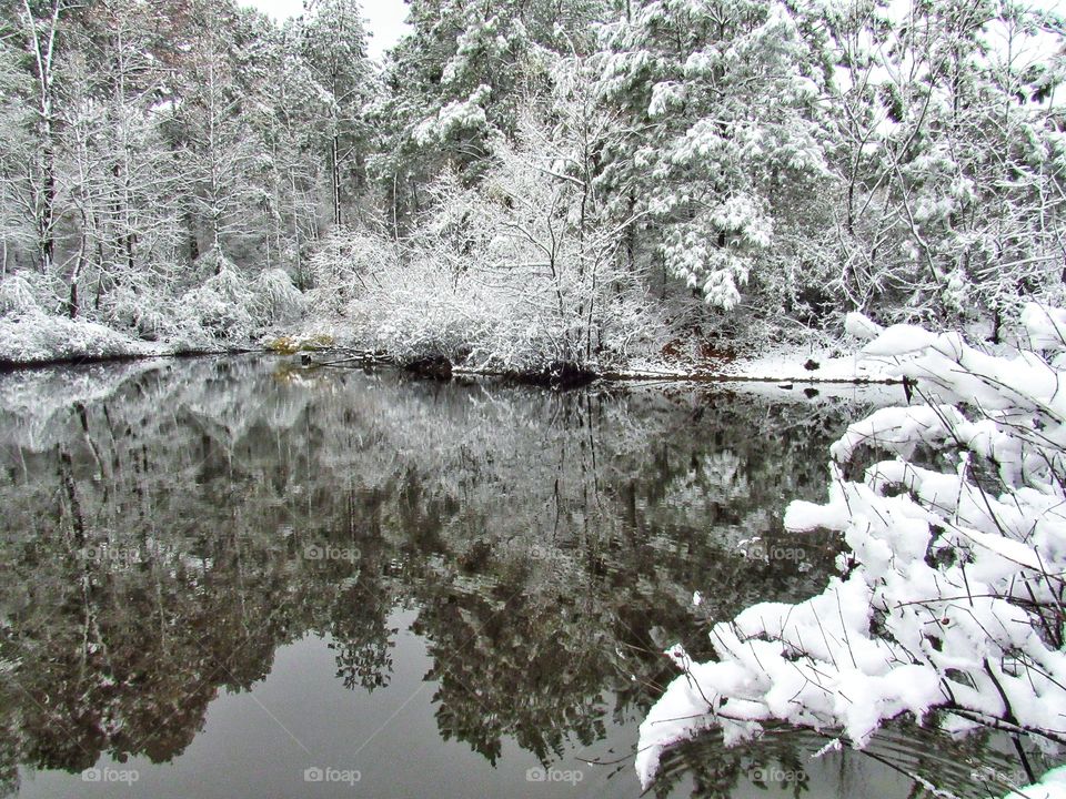 snow covered trees water reflections
