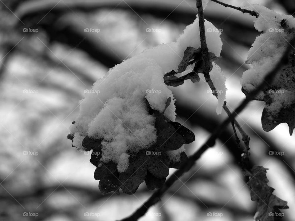 Black and white close-up of snow covered dry leaves on tree in Berlin, Germany.