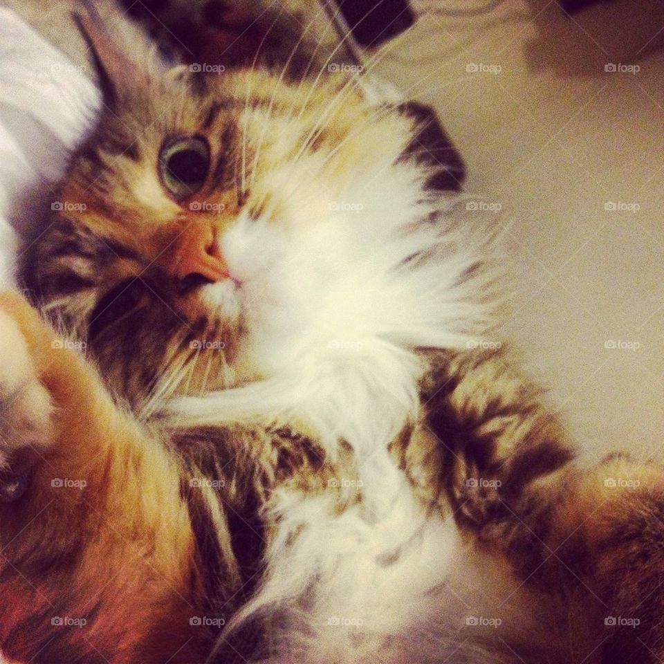 Cat selfie