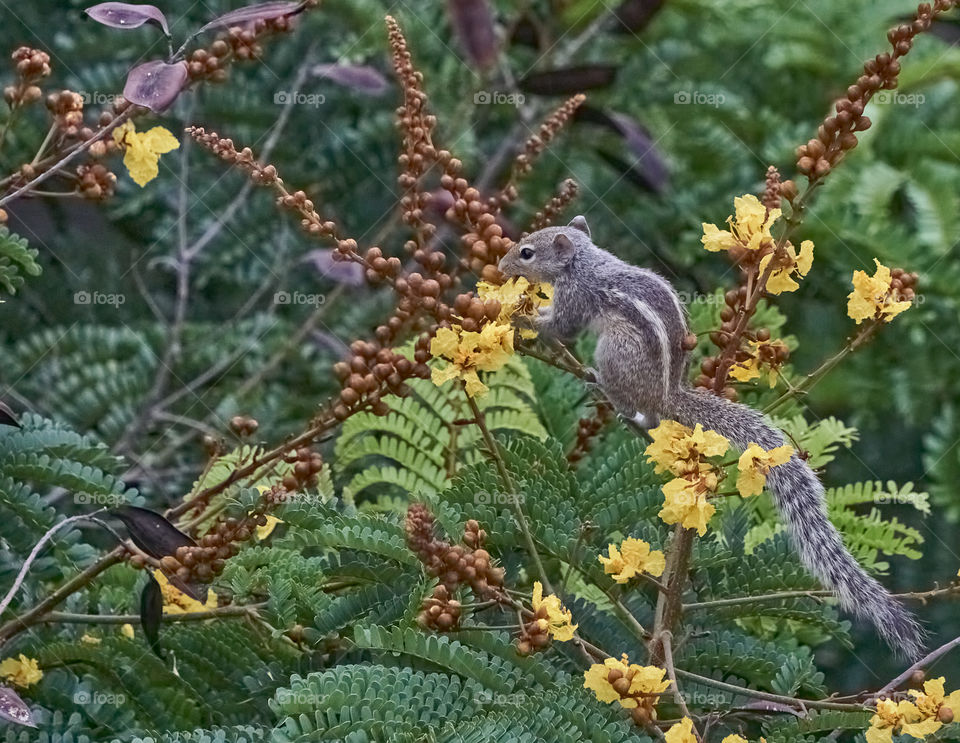 Animal photography - Squirrel - Behaviour - Yellow flamboyant flower eating