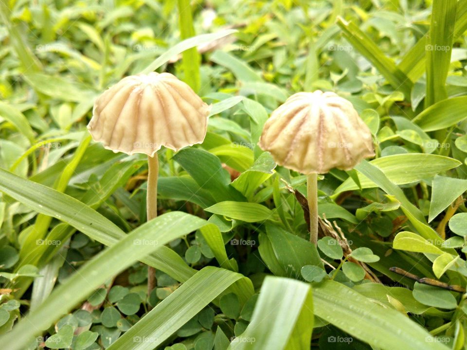 Nature's Umbrella. Mushrooms captured on the ground